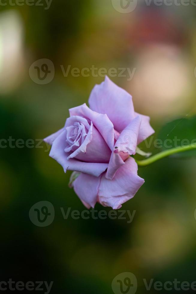 fotografía macro de rosa rosa pálido en el verano. rosa de jardín violeta claro sobre una foto de jardín de fondo verde.