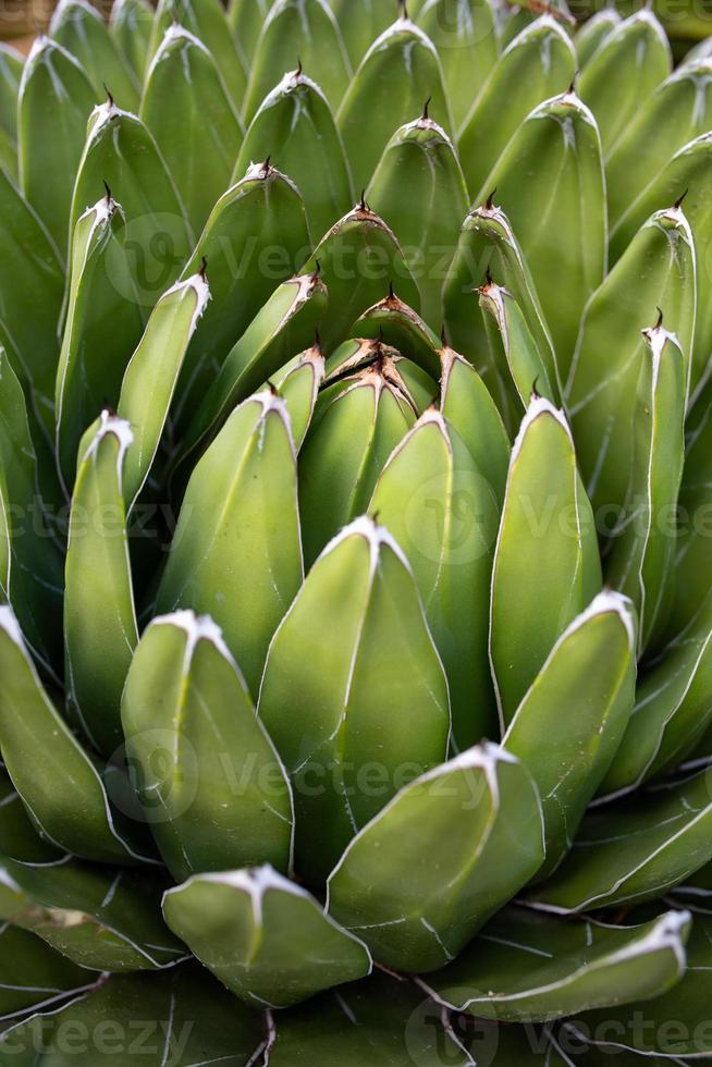 Royal agave plant macro photography in a botanical garden. Green succulent texture close-up photo in a summer day. Agave victoriae-reginae floral poster for wall decor. Queen Victoria agave poster.