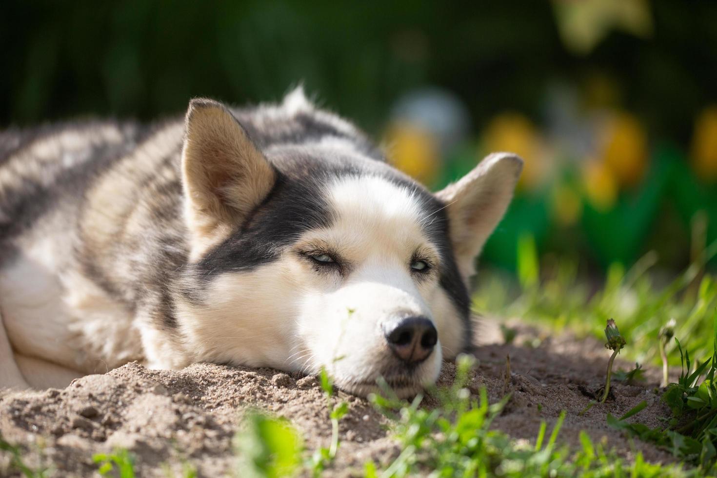 Funny portrait of a Siberian Husky female lying on the ground on a summer day. A domestic dog lies on the sand in the garden on a sunny day. photo