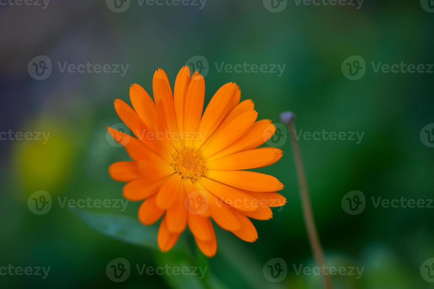 Bright orange calendula flower on a green background in a summer garden macro photography. Orange chamomile close-up photo on a summer day. Botanical photography of a garden flower with orange petals.