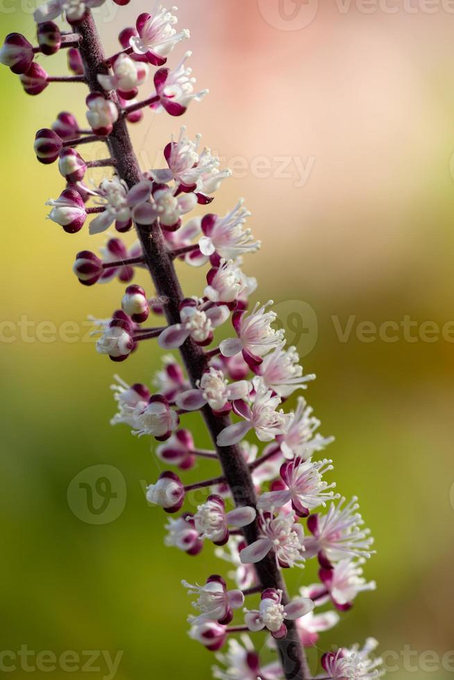 Blossom buddleja plant with small white flowers on a sunny summer day macro photography. Flowering butterfly bush plant with tiny white and purple buds close-up photo in sunlight in autumn garden.