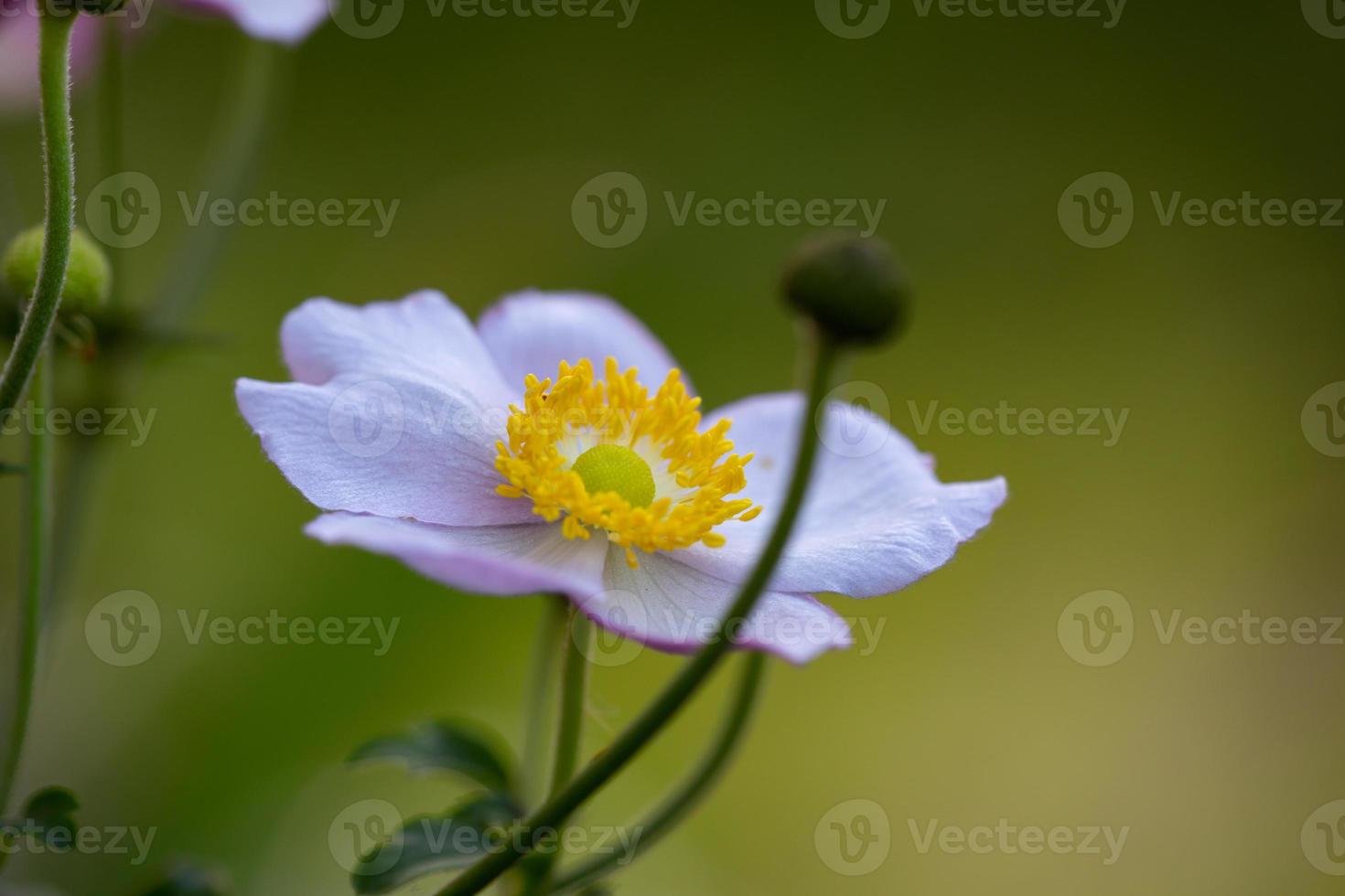 Anemone flower macro photography in a summer day. Windflower with light purple petals on a green background. White garden flower with bright yellow stamens floral wallpaper. photo