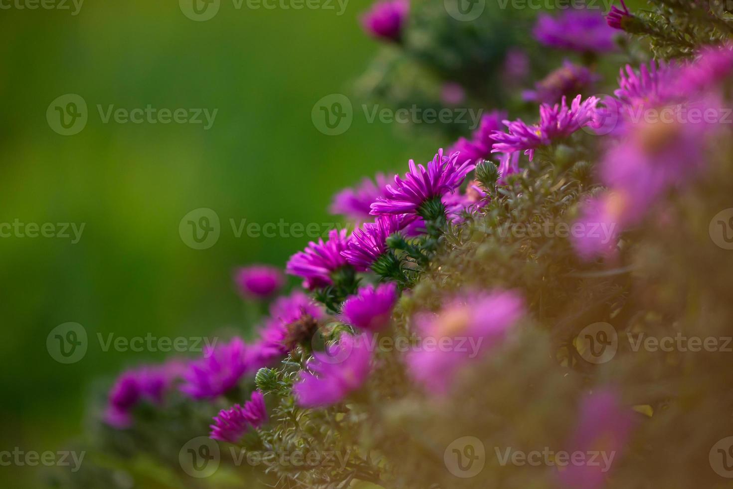 Blooming lilac New England aster flowers on a sunny summer day closeup. Garden hairy Michaelmas-daisy with purple petals in sunlight on an autumn day. A glade of violet flower on a green background. photo