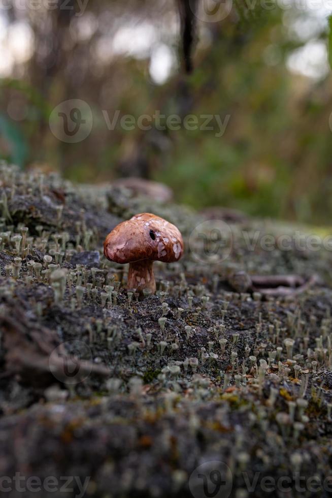 Very small mushroom with a brown cap growing on a tree trunk in an autumn day macro photo. A close-up photography of a toadstool standing on the textured bark of a fallen tree photo
