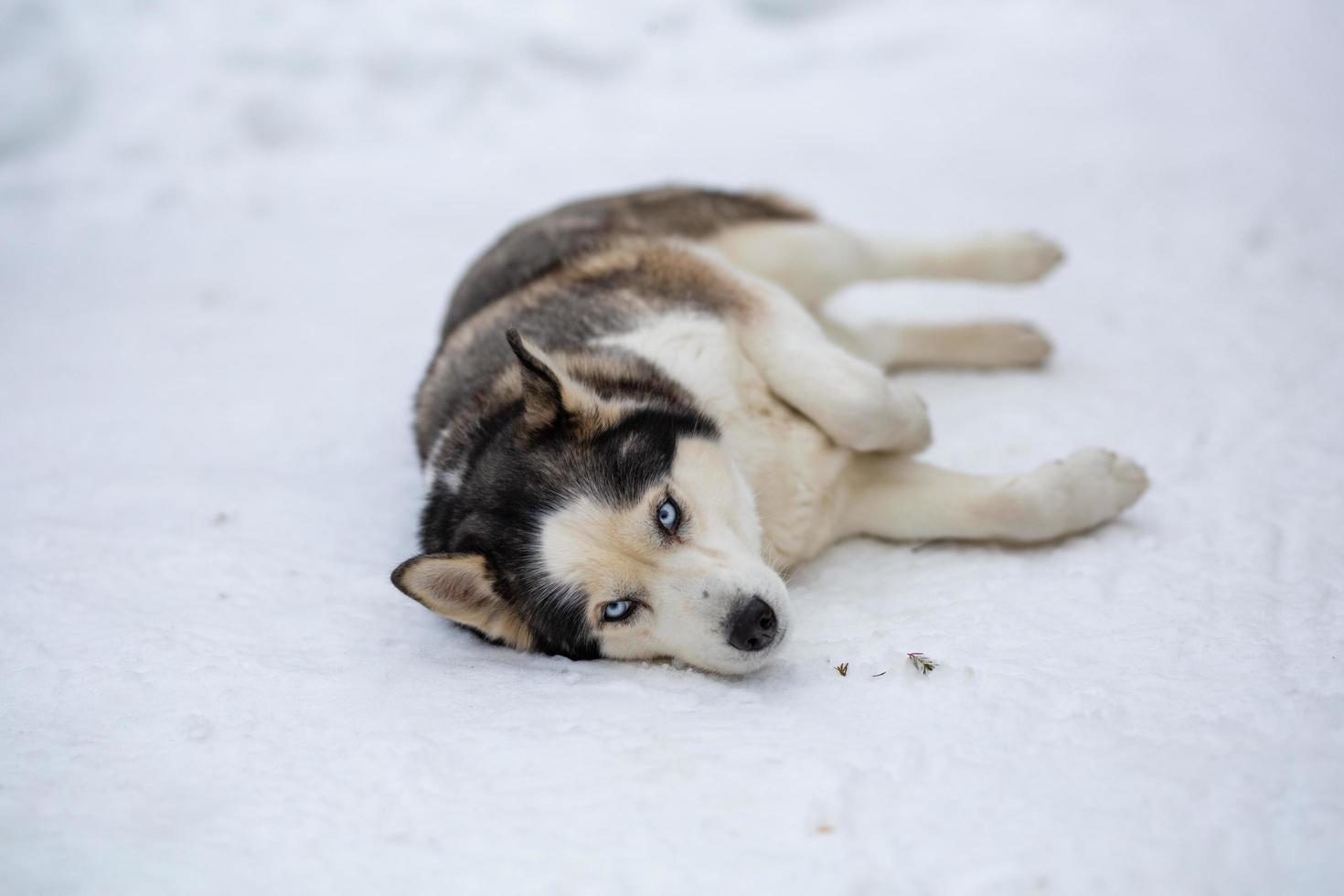 A female Siberian husky lies in the snow. Pet portrait of a lying dog in winter day. photo