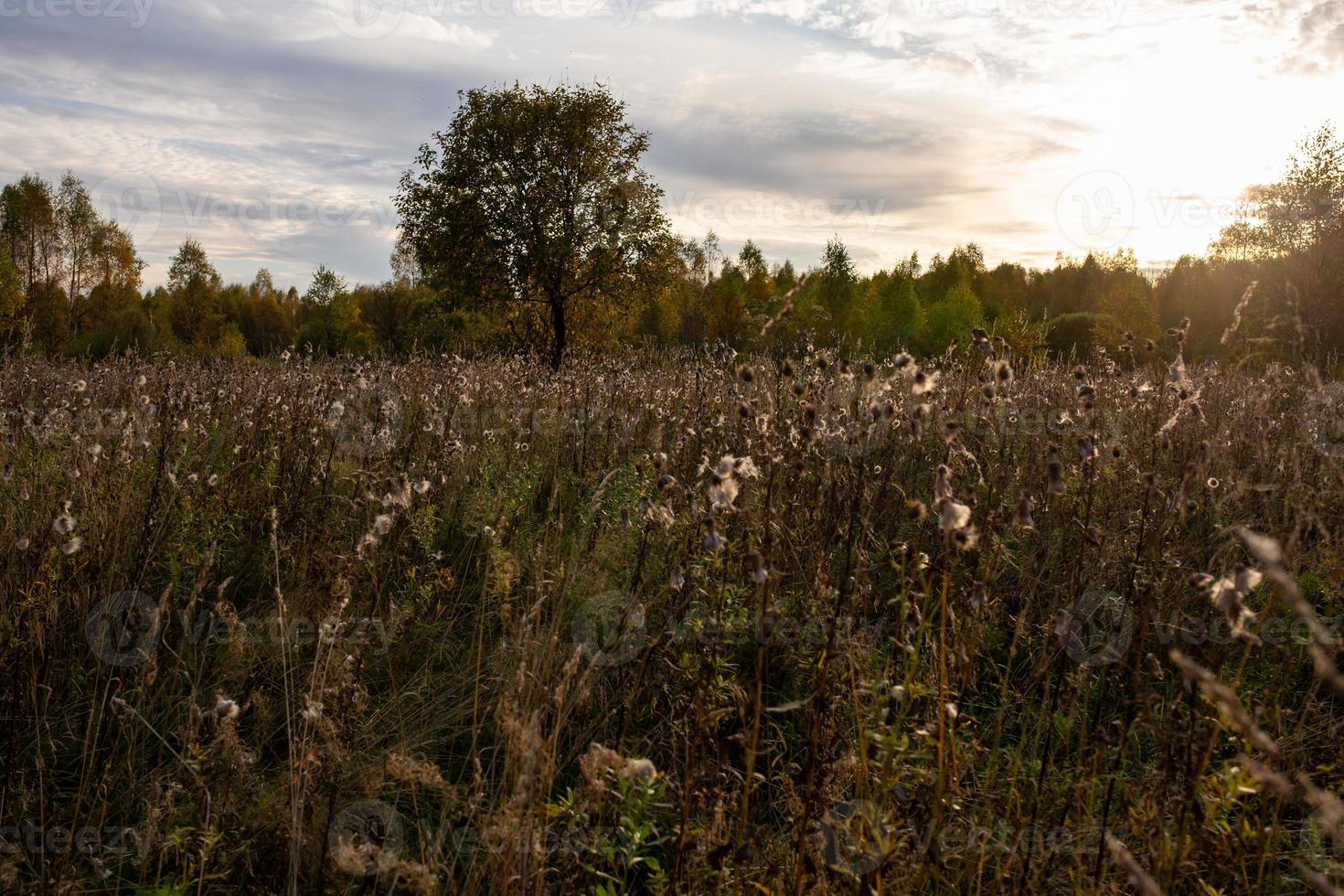 A field with dry plants in the rays of the setting autumn sun. Autumn field before sunset on a sunny fall day. The field is backlight in the evening. photo