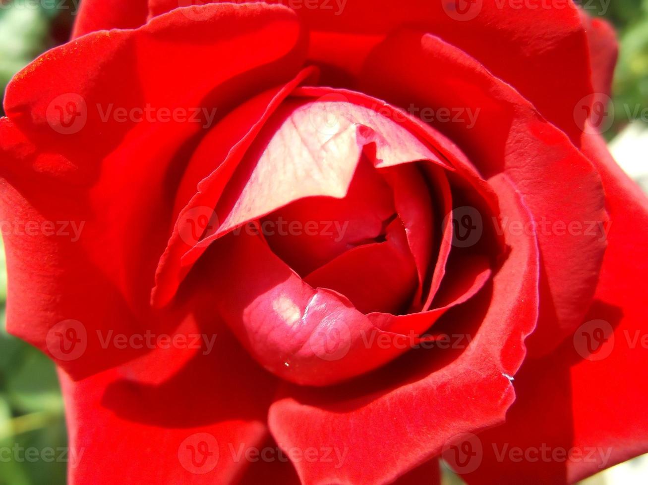 A red rose. A beautiful flower photo