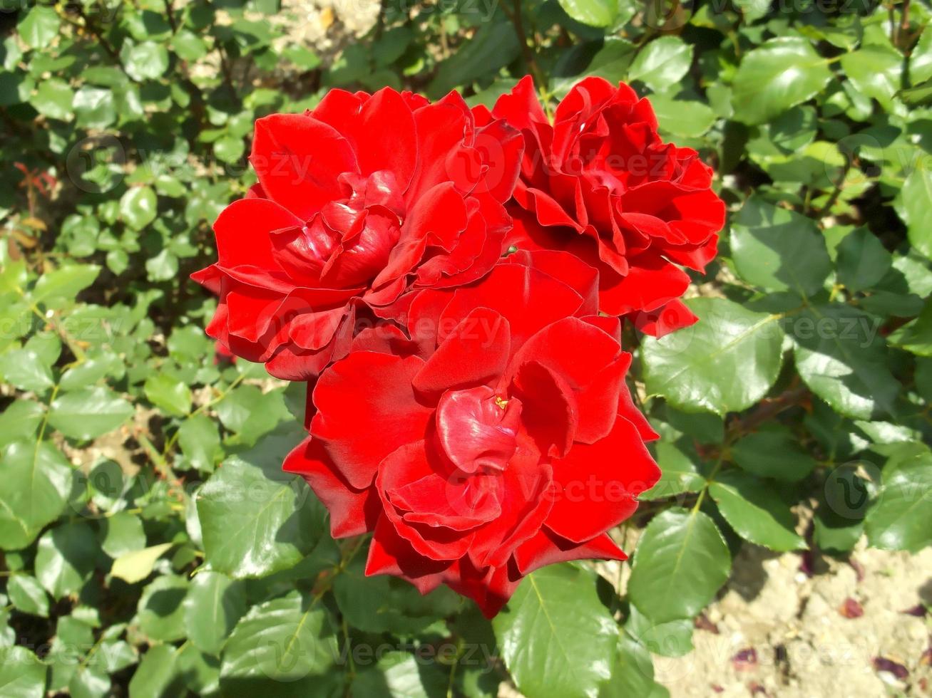 rosas rojas. hermosas flores 9857201 Foto de stock en Vecteezy