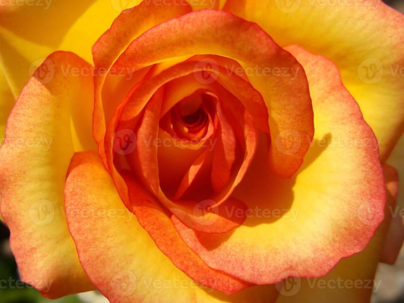 una rosa maravillosa en el jardín foto