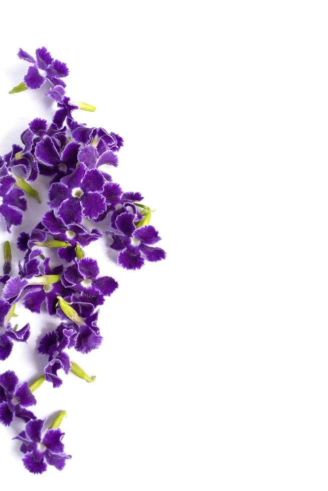 duranta, gota de rocío dorada, baya de paloma, flor violeta flor del cielo aislada sobre fondo blanco 9857287 Foto de stock en Vecteezy duranta, gota de rocío dorada, baya de paloma, flor violeta flor del cielo aislada sobre fondo blanco 9857287 Foto de stock en Vecteezy