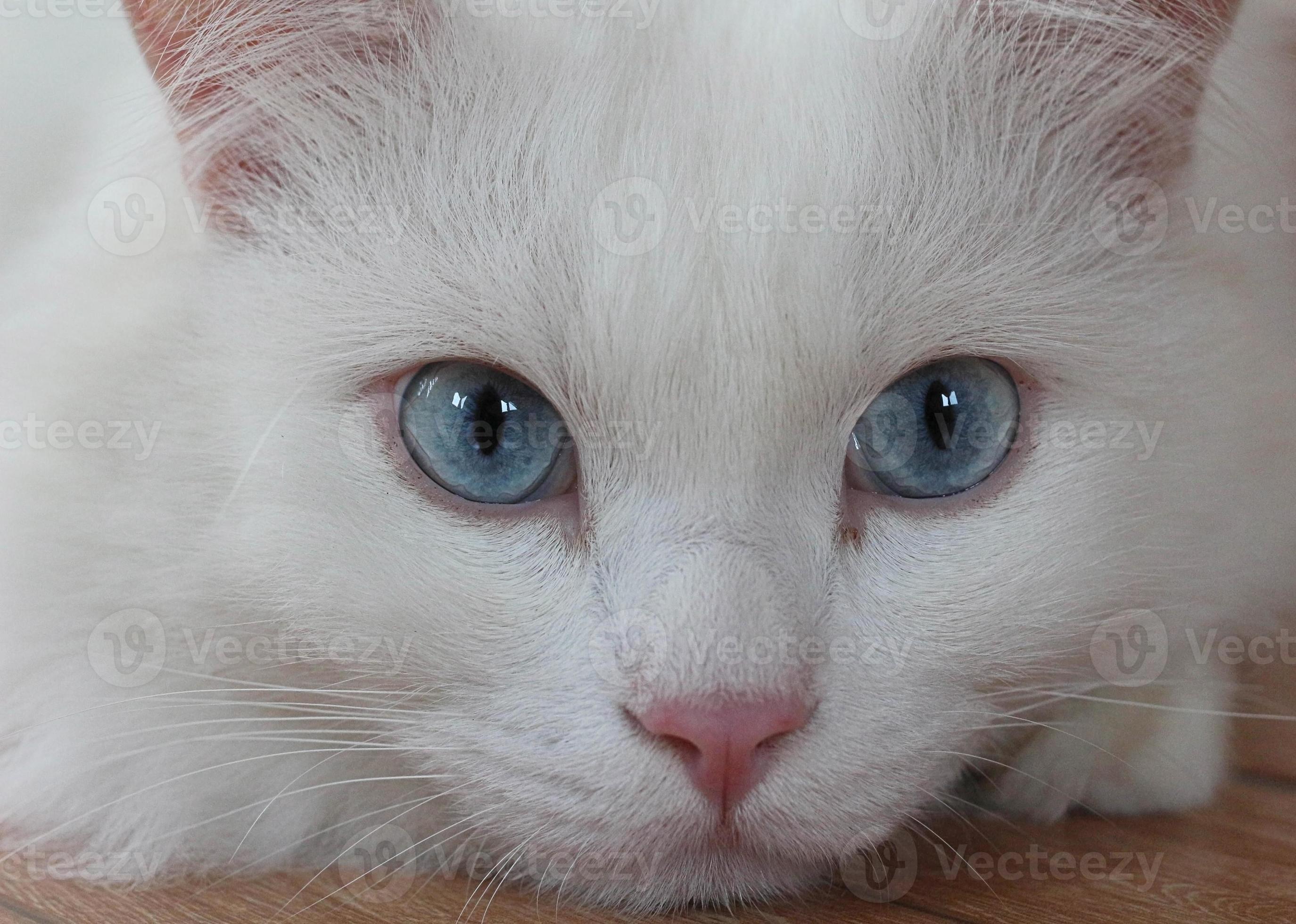 Beautiful White Cat With Blue Eyes 9857315 Stock Photo At Vecteezy beautiful-white-cat-with-blue-eyes-9857315-stock-photo-at-vecteezy