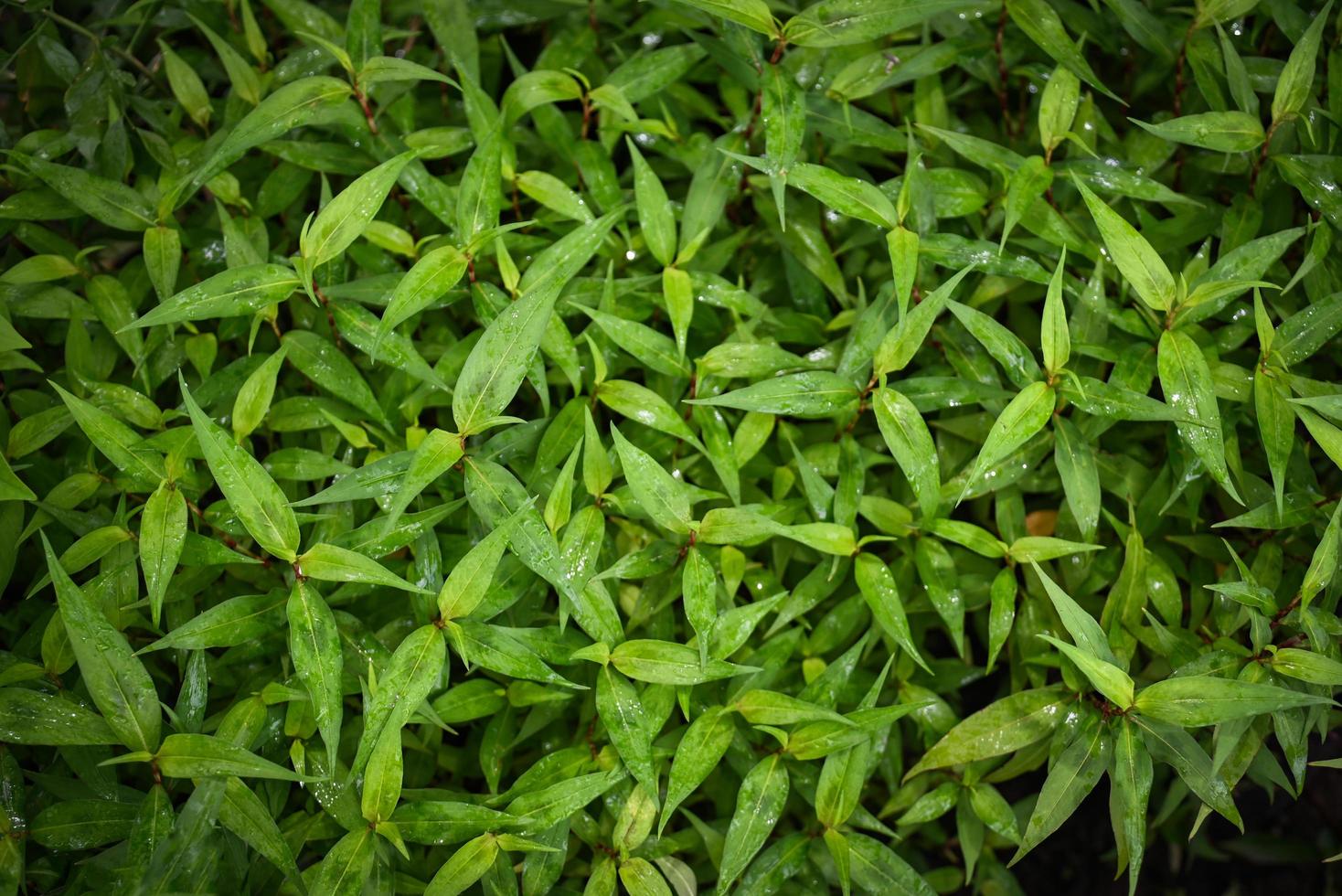 Nature green leaf background,  tree grows vietnamese coriander herb and vegetable, vietnamese mint in the garden photo