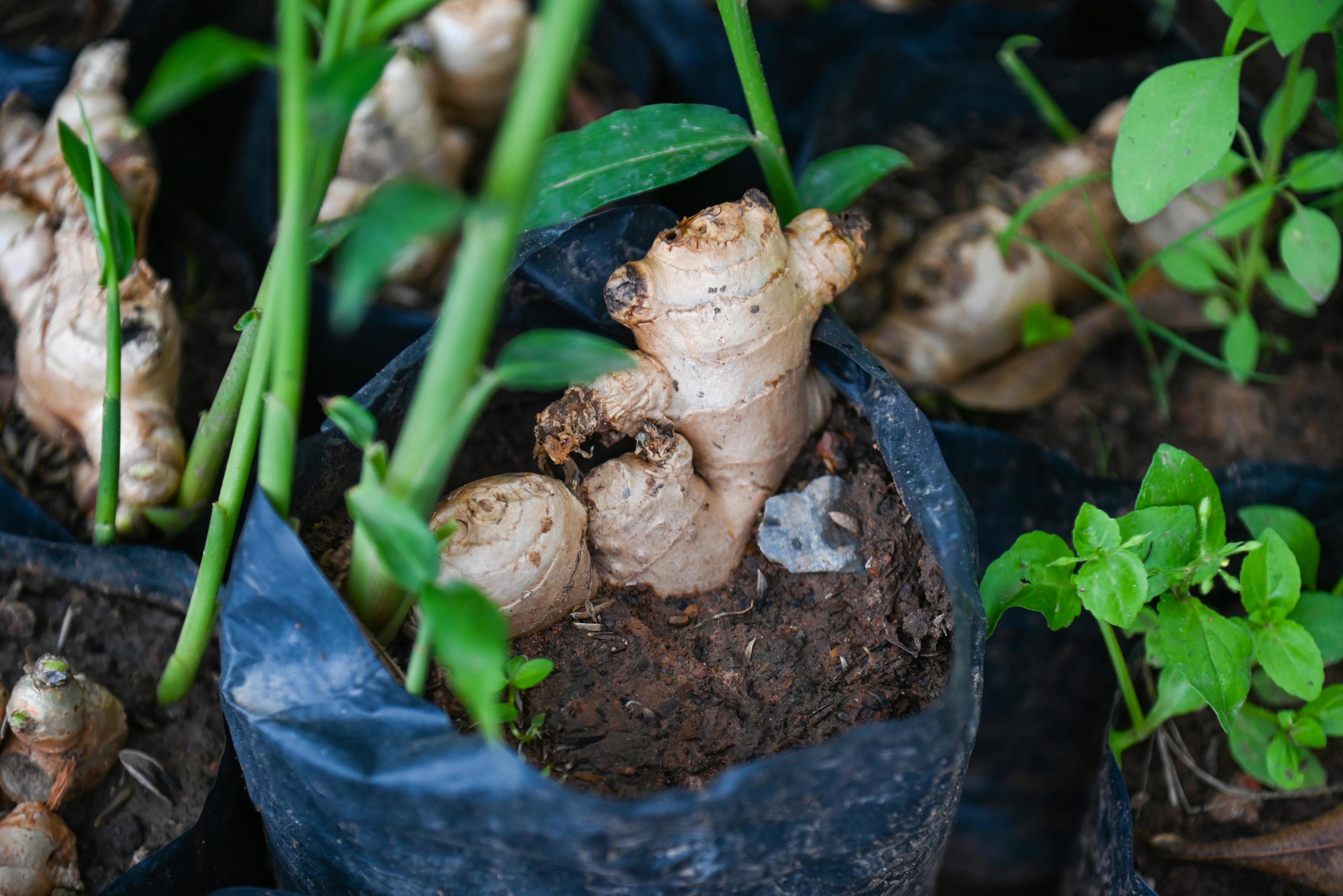 Ginger root on ground pot, nature ginger plant tree cultivate planting