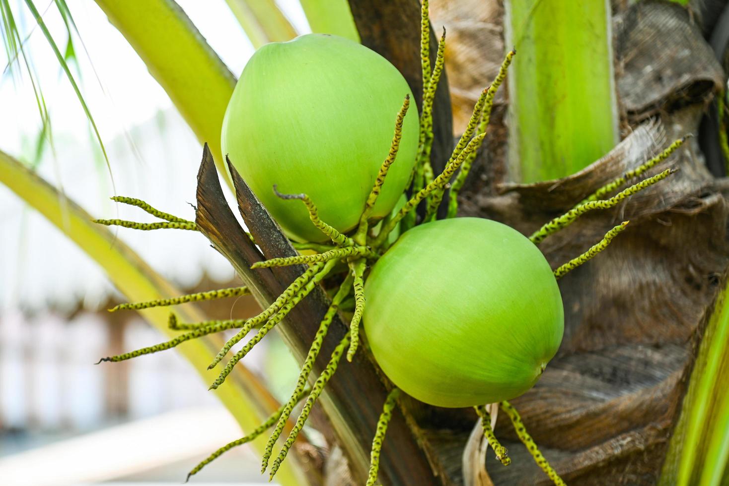 fruta de coco joven en el árbol de coco, fruta tropical de palmera de coco verde fresca en la planta en el jardín en verano foto