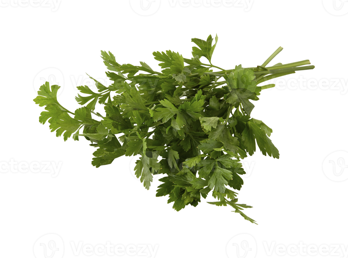 coriander isolated on white background with clipping path png