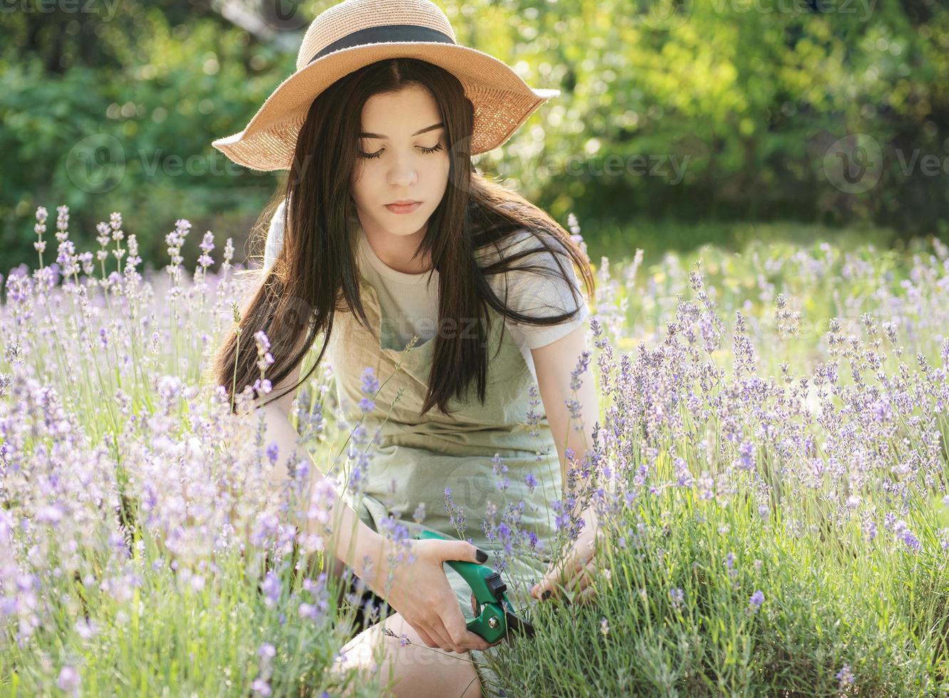 Young woman cutting bunches of lavender photo