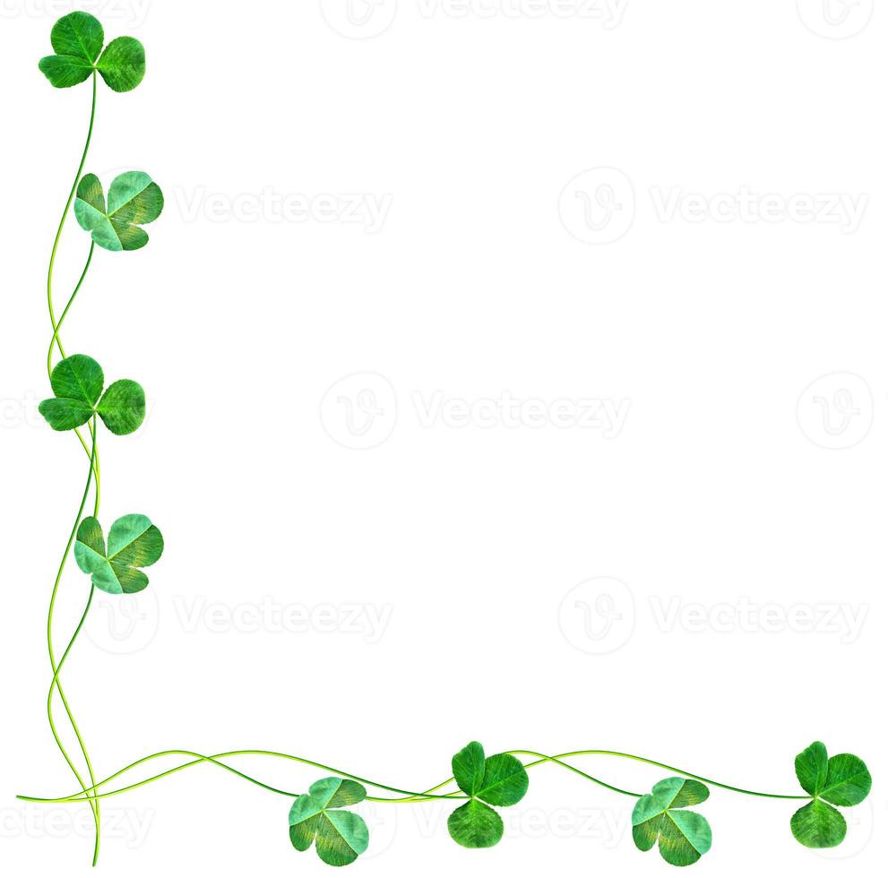 green clover leaves isolated on white background. St.Patrick 's Day photo