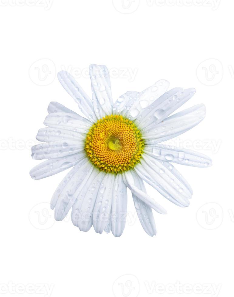 daisies summer white flower isolated on white background photo