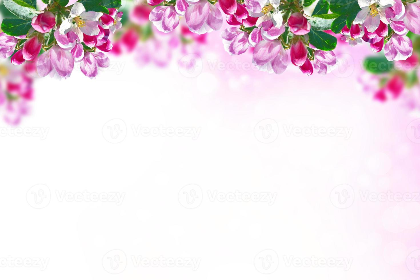 Blossoming branch apple. Bright colorful spring flowers photo