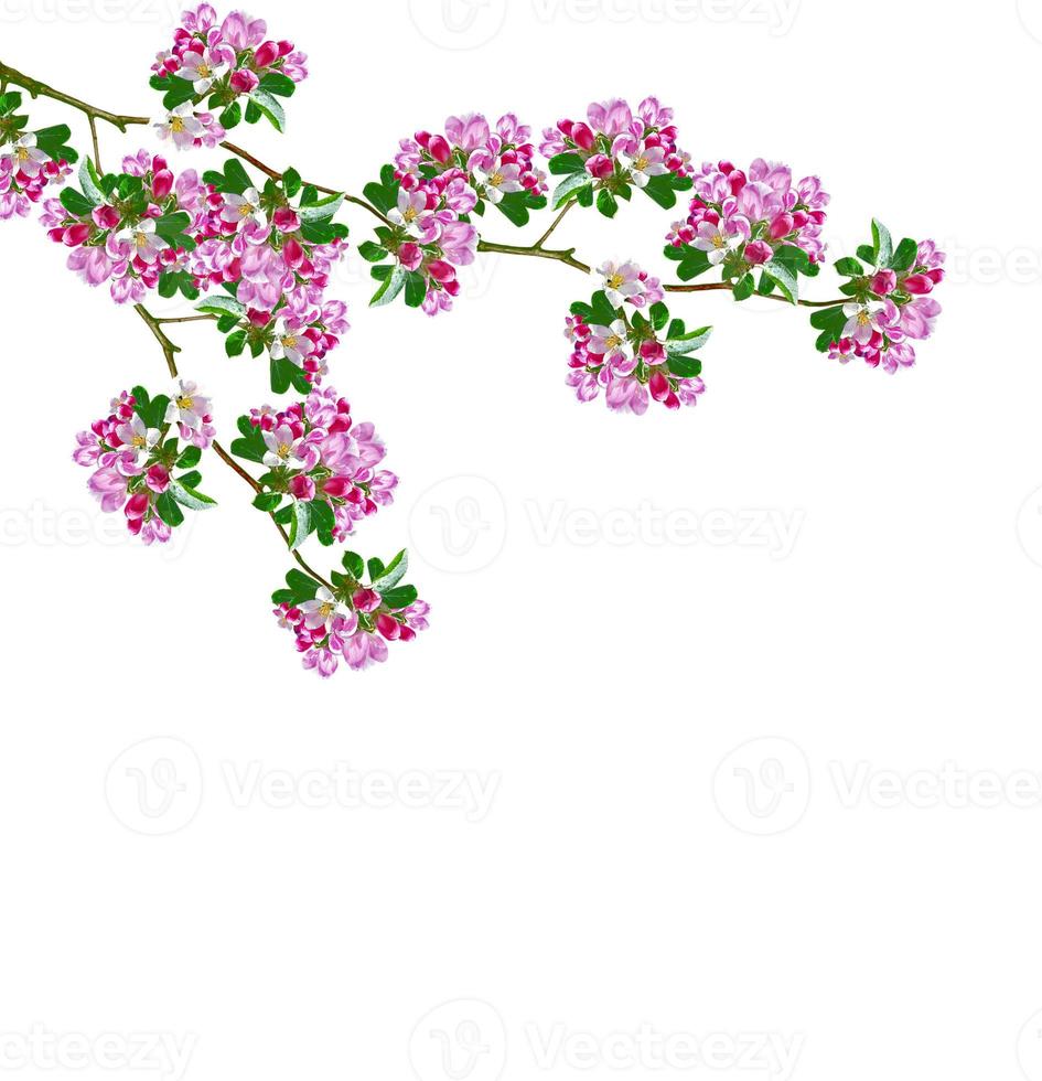 Flowering branch of apple isolated on a white background. Spring Flower. photo