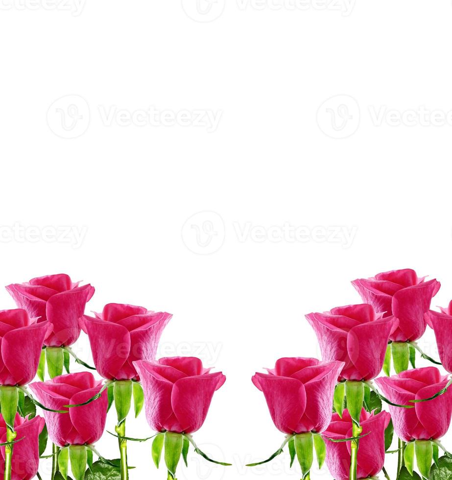 The buds of flowers roses. photo