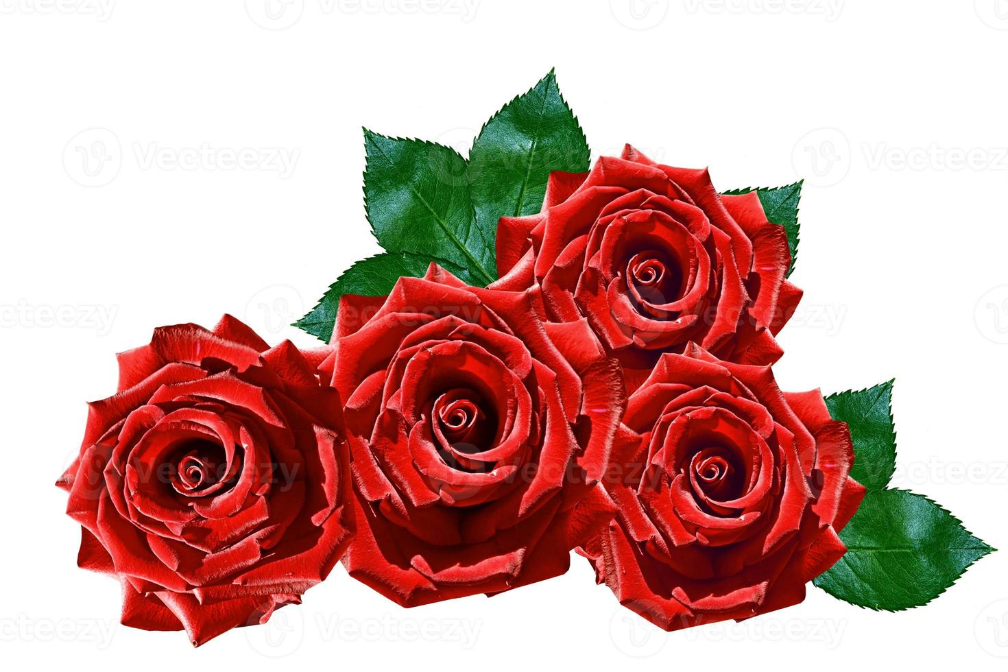Flower bud roses on a white background photo