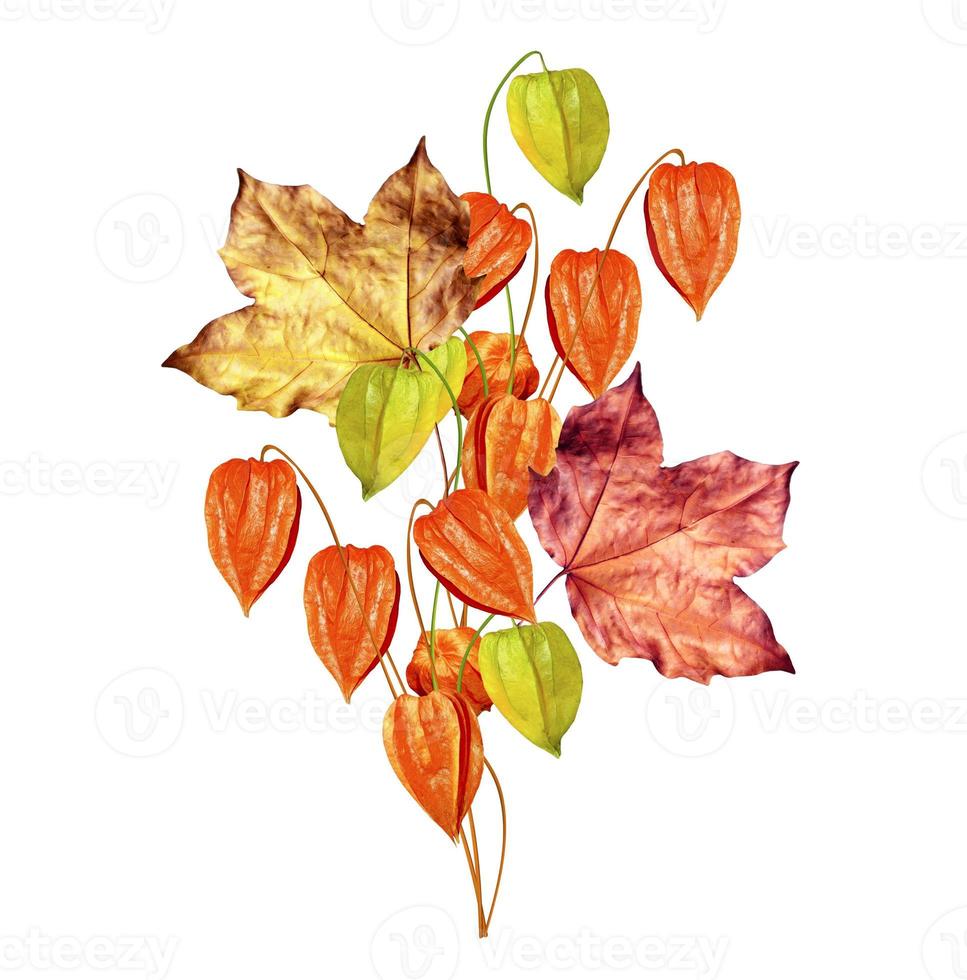 autumn leaves isolated on white background photo