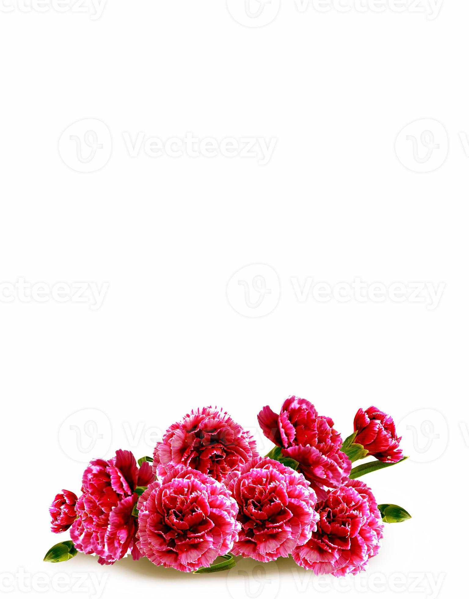 Carnation flowers. floral background 9861206 Stock Photo at Vecteezy