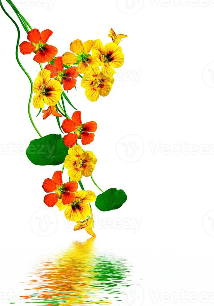 nasturtium flowers isolated on white background photo
