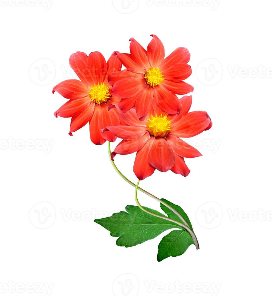 Flowers isolated on white background. photo