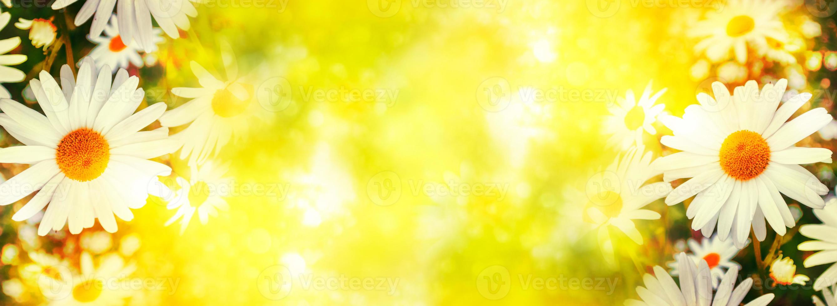 Blurred. White bright daisy flowers photo