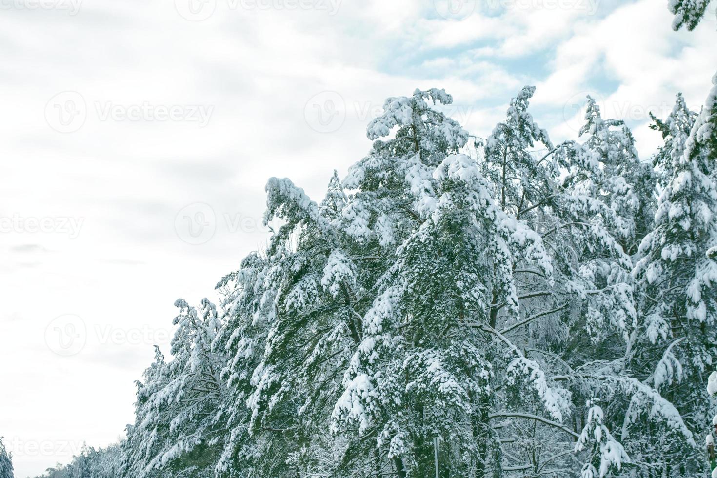 Frozen winter forest with snow covered trees. photo