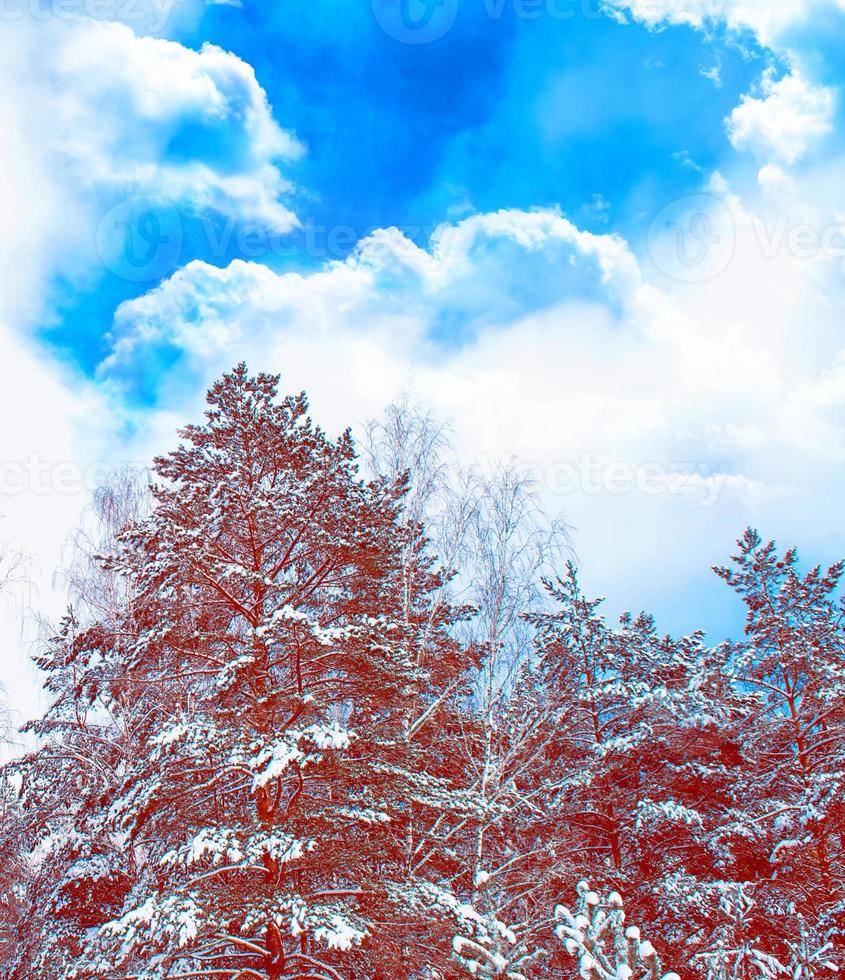 Frozen winter forest with snow covered trees. photo