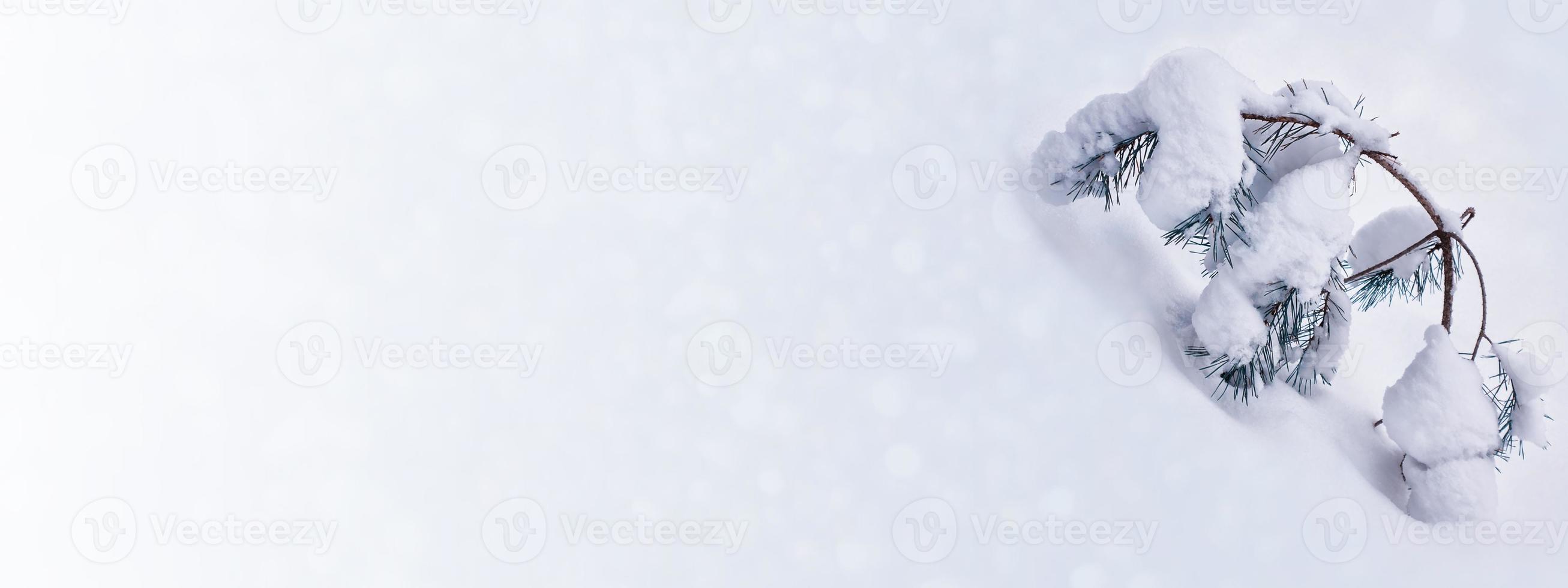 Frozen winter forest with snow covered trees. photo