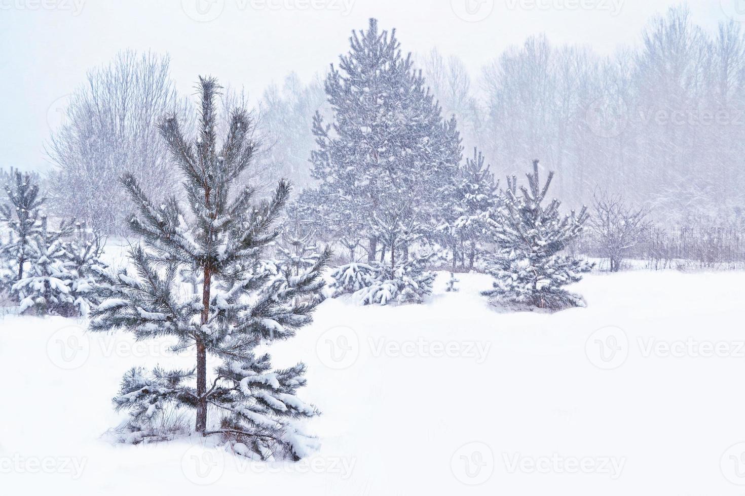 Frozen winter forest with snow covered trees. photo