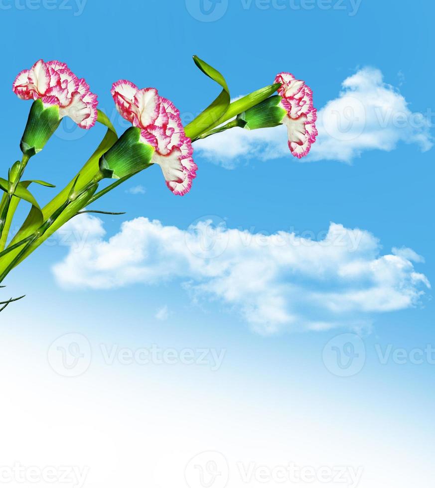 carnation flowers on a background of blue sky with clouds photo