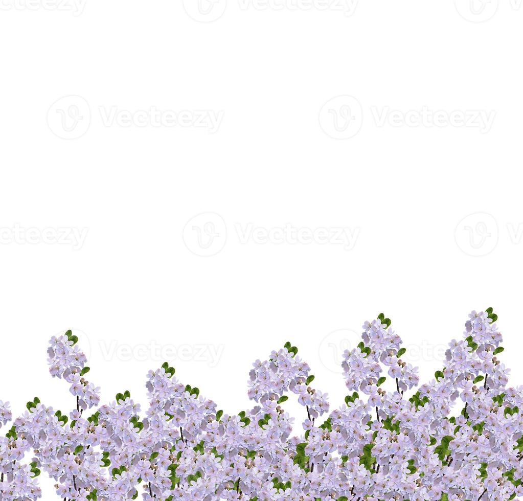 Beautiful delicate flowers of apple blossom isolated on white background. photo