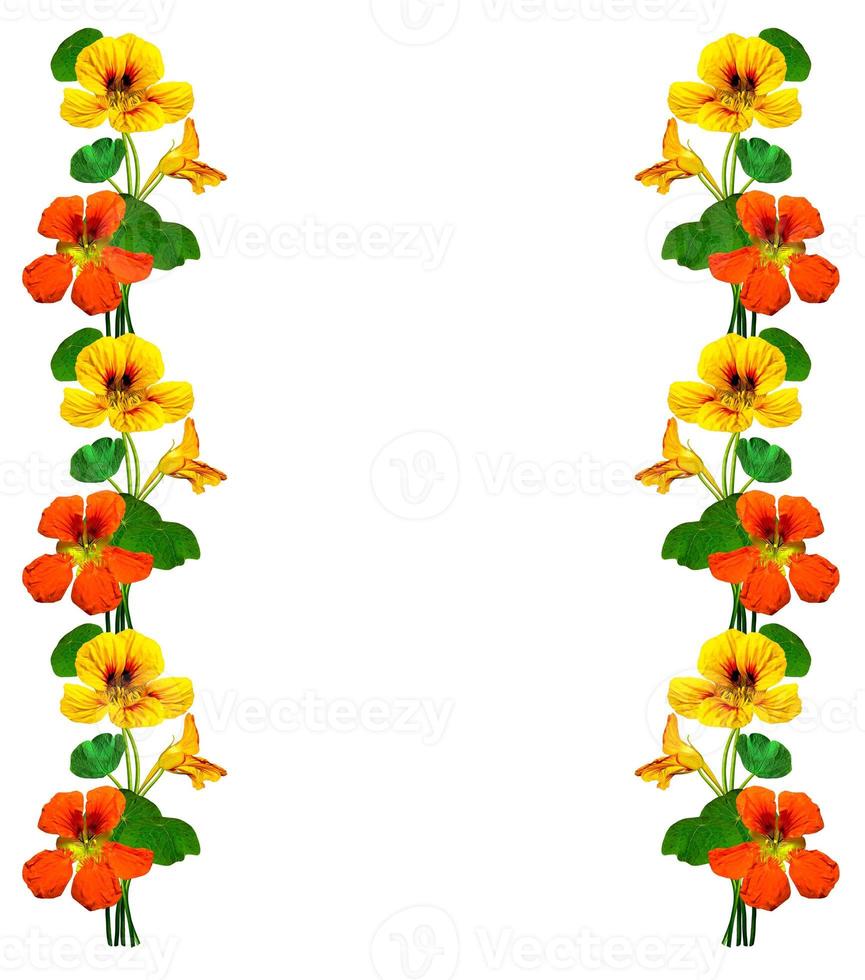 nasturtium flowers isolated on white background photo