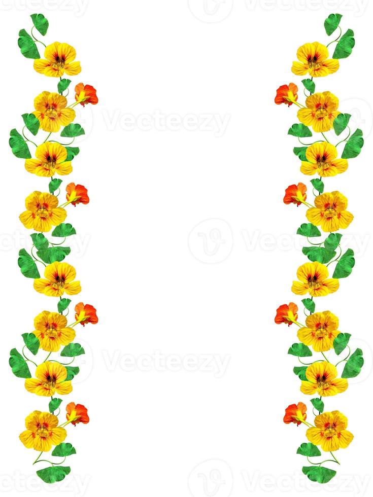 Spring nasturtium flowers photo