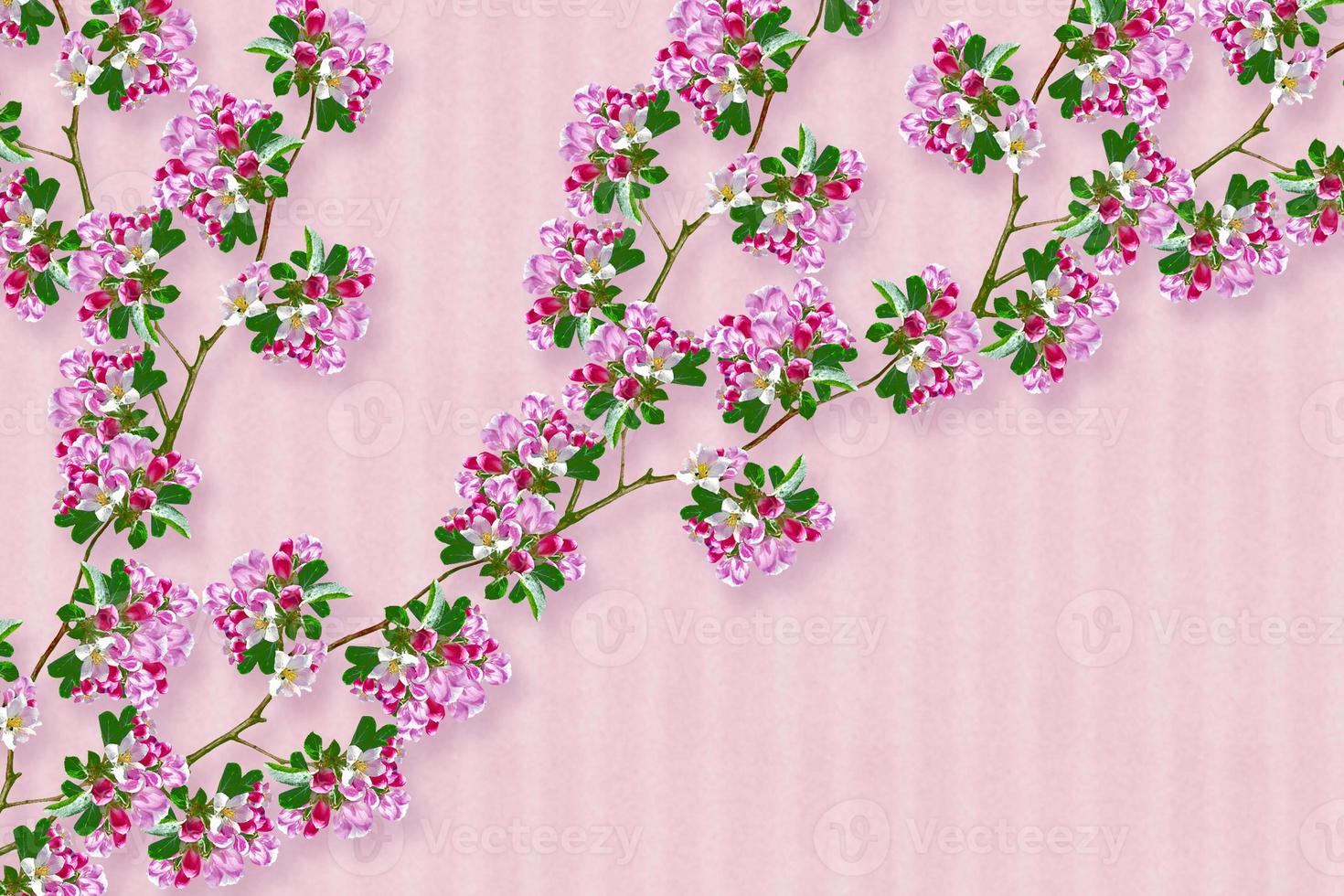 Beautiful spring flowers. photo