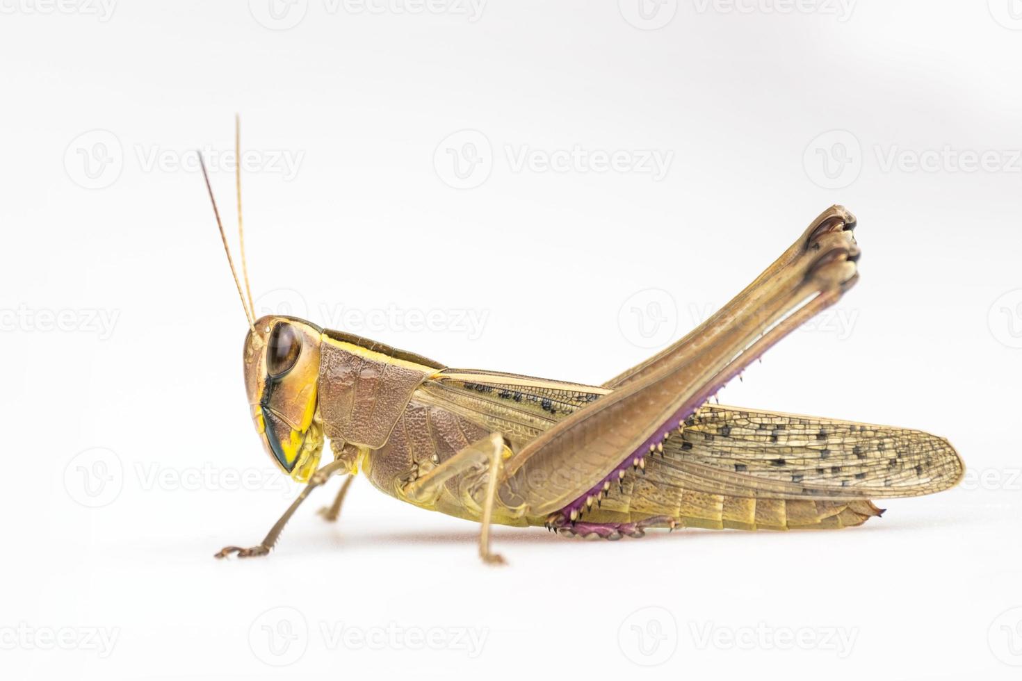 saltamontes de pradera marrón aislado sobre fondo blanco foto