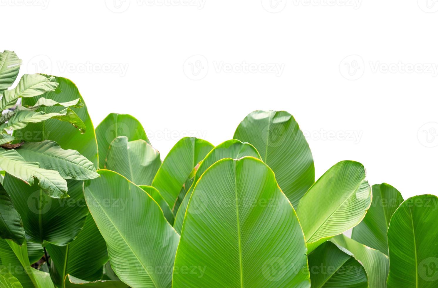 Group of green leaf isolated on white background with clipping path of graphice design, banana leaf, garden tree isolated photo
