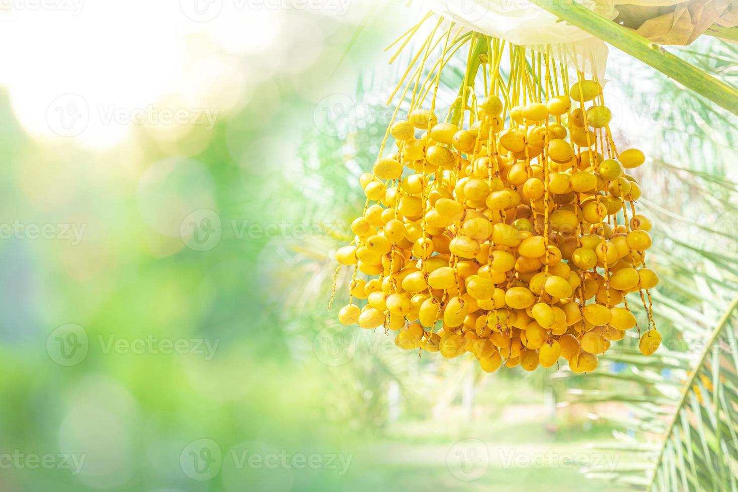 Closeup Barhi Dates palm yellow fruits Phoenix Dactylifera on the clusters in organic fruit garden for harvesting photo