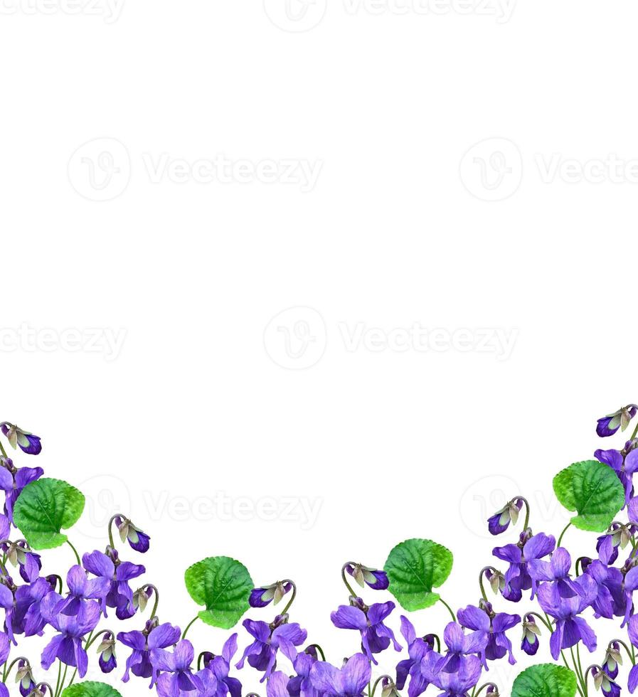 spring flowers pansy isolated on white background. photo