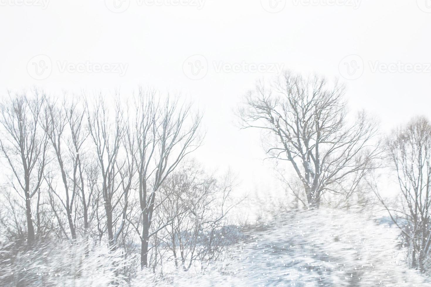 Frozen winter forest with snow covered trees. photo