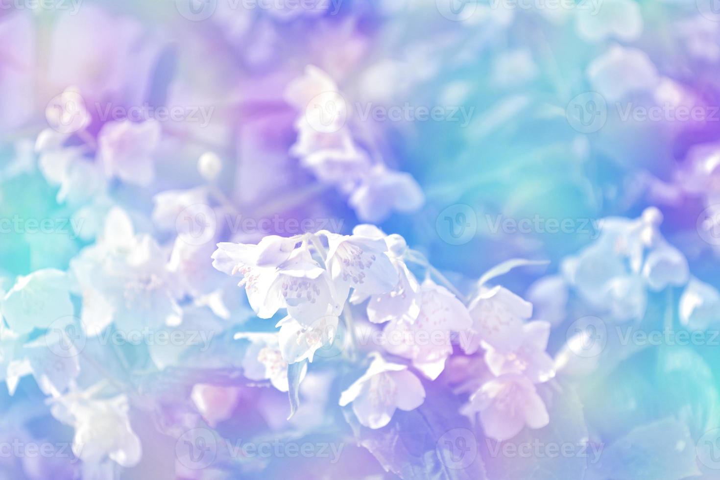 White jasmine The branch delicate spring flowers photo