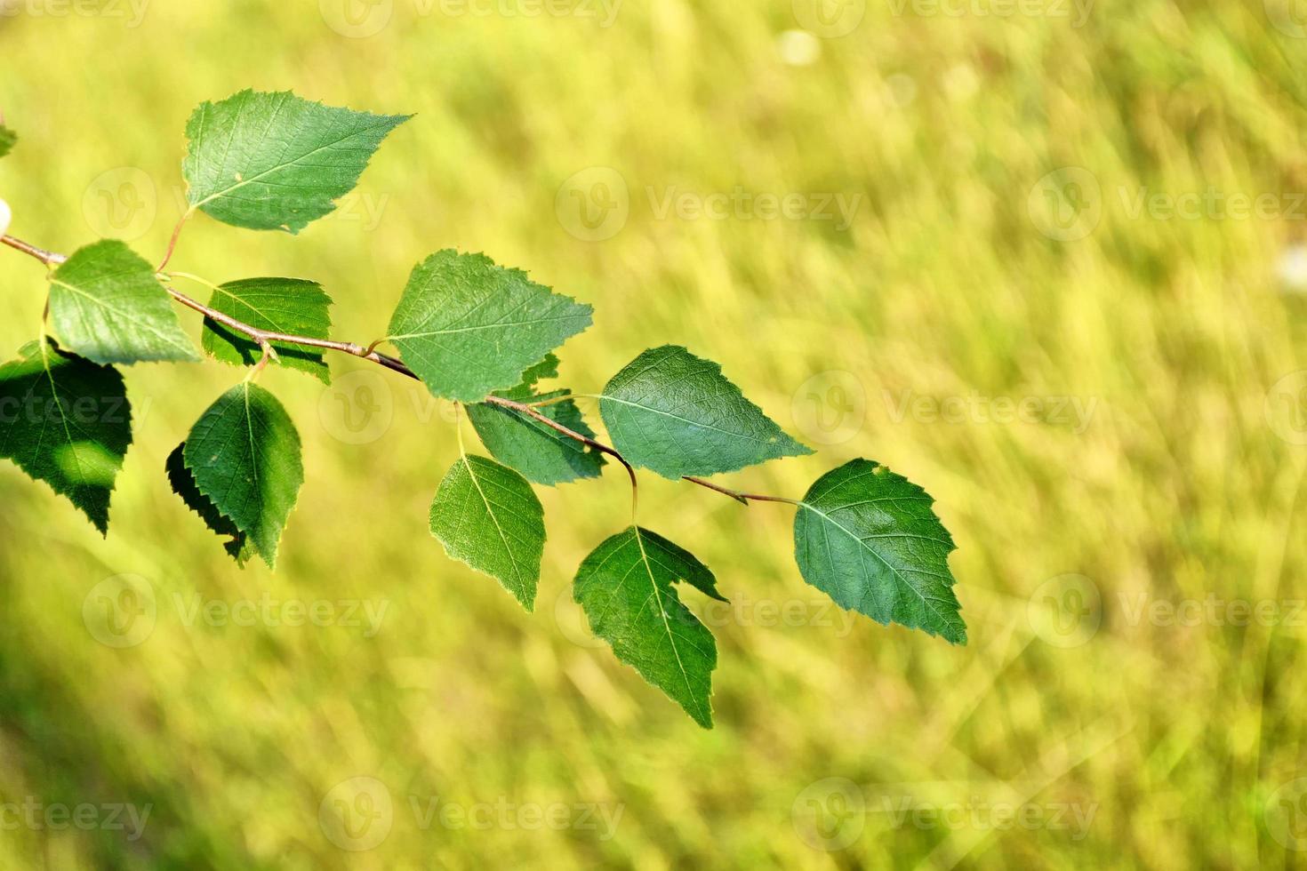 Green birch leaves on a background of the spring landscape. photo