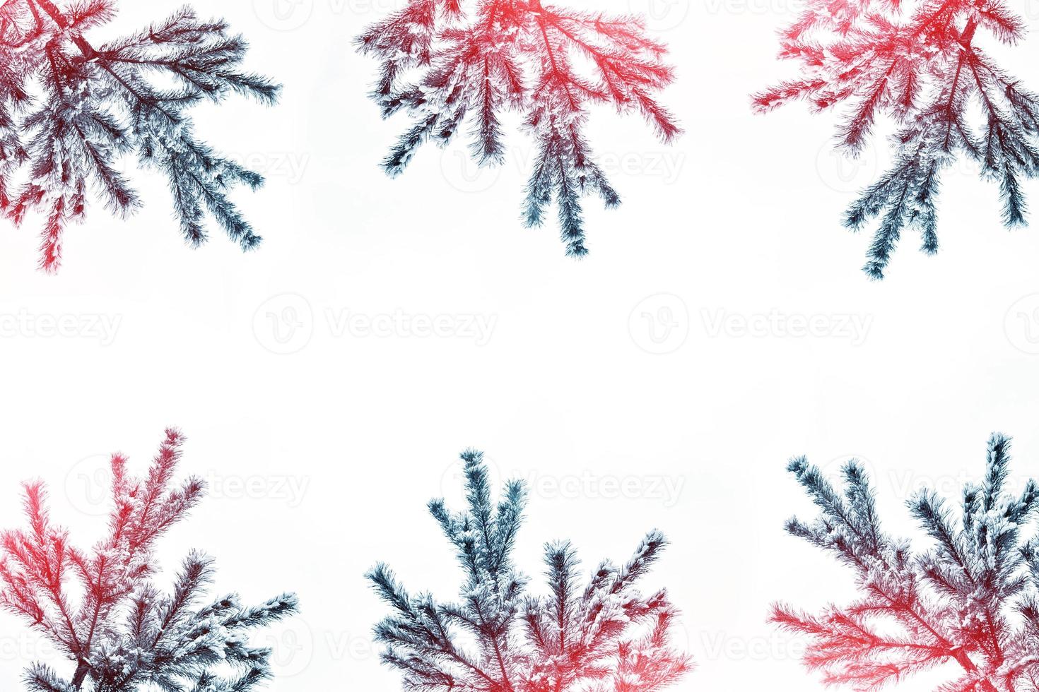 The branches of the snow covered tree Christmas tree photo