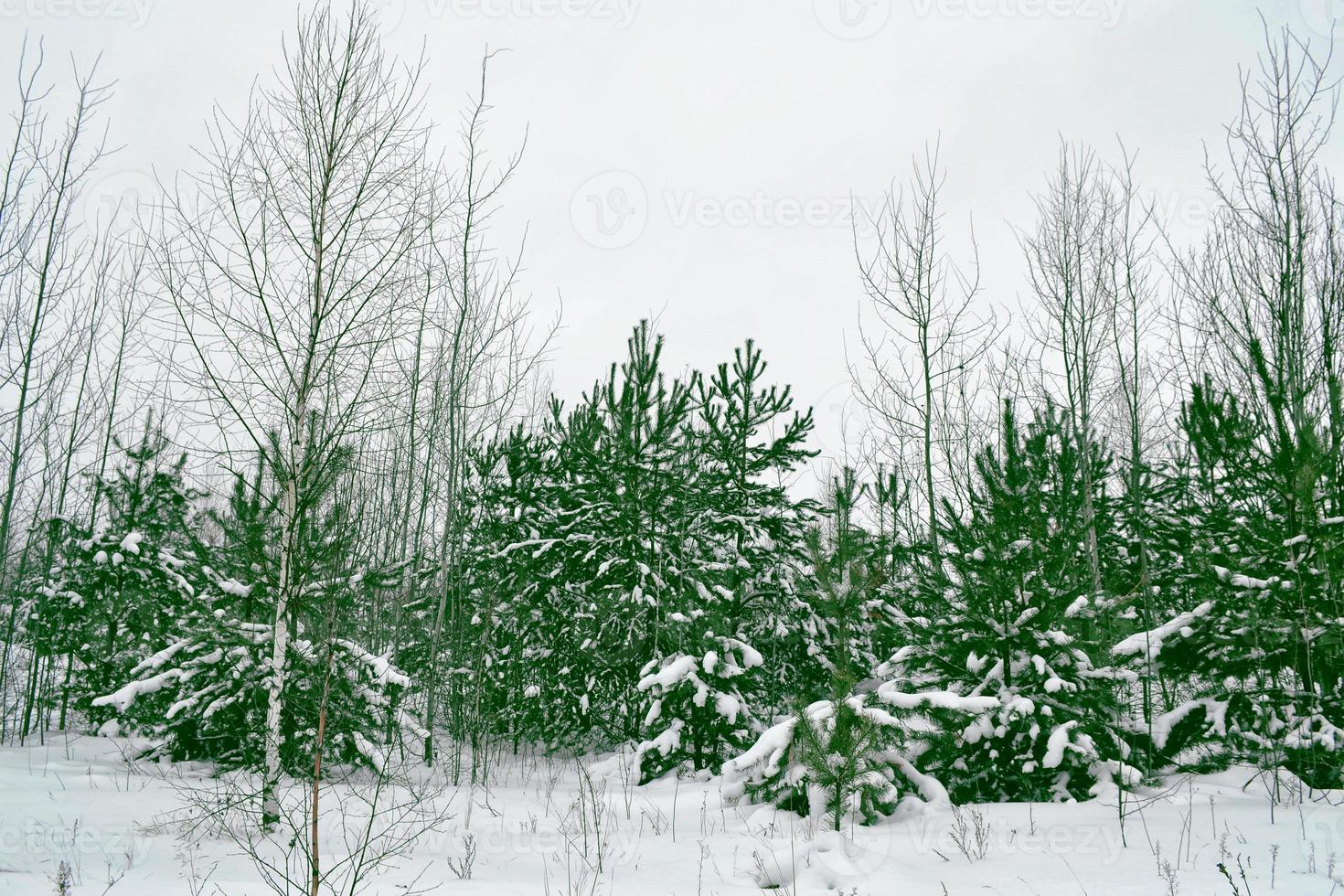 bosque en la escarcha. paisaje de invierno árboles cubiertos de nieve. foto