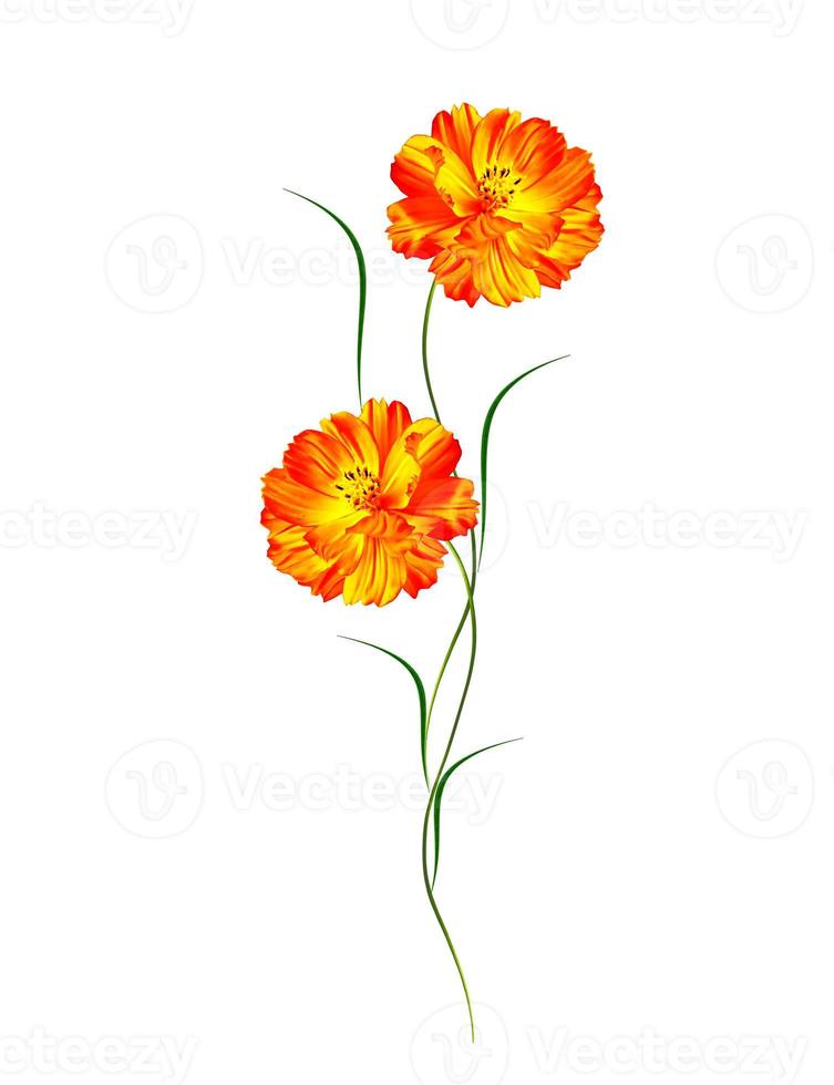 daisies summer flower isolated on white background. photo